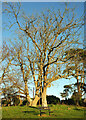 SX9067 : Two trees, Barton Cross by Derek Harper