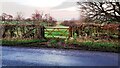 Field gateway on NE side of rural road NW of Brackenburgh Cottages