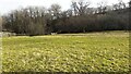 Field on south side of Musgrave Lane looking towards Swindale Beck channel