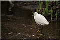 TQ3065 : Little Egret by Peter Trimming