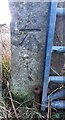 NY7815 : Benchmark on field face of gatepost on north side of A66 by Roger Templeman