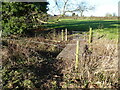 Footbridge in sheep pasture