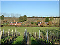 Shotley vineyards and cottages on Frogs Alley