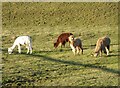 Alpacas grazing at Wood Hall farm