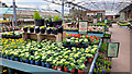 Covered area at the garden centre