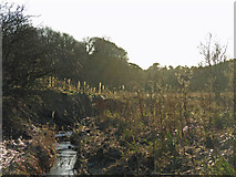 NY9874 : The Erring Burn in open ground south of Hallington Mill by Mike Quinn