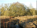 The Erring Burn below Hallington Mill (2)