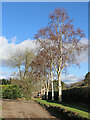 Lane with five birches in Woundale, Shropshire