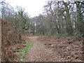 Path in Warsop Hill Plantation