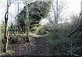 NZ1754 : Fallen tree beside the path to Tantobie by Robert Graham