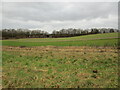 Autumn sown crop near Meden Farm