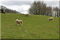 Sheep, Brightling Park