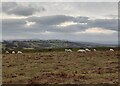 SO5784 : Sheep inside the Nordy Bank Iron Age hill fort by Mat Fascione