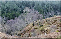 NN3109 : Birch trees on rib of ground by Trevor Littlewood