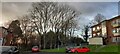 Trees with ash die back, Gaer Estate, Newport