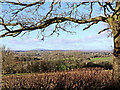 Shropshire farmland and woodland near Woundale