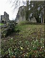 SJ6200 : Wenlock Priory - Snowdrops amidst the ruins by Rob Farrow