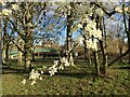 SP2965 : Flowering cherry, St Nicholas Park, Warwick by Robin Stott