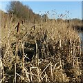 Typha latifolia and phragmites australis