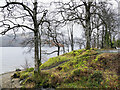NN3208 : Moss and trees between Loch Lomond and A82 by Trevor Littlewood