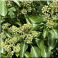 SP3065 : Bee on ivy flowers by the canal, Myton, Warwick by Robin Stott
