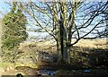 Path crossing the Houghwell Burn