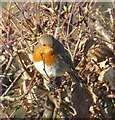 European Robin (Erithacus rubicula)