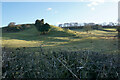 Sheep-grazing land below Bury