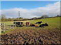 Cattle near Lower Park Farm, New End