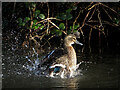 Female mallard at Forest Farm