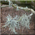 Cen llwyd / Grey lichen