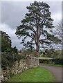 SO0826 : Dominant conifer, Llanhamlach, Powys by Jaggery