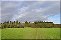 Approaching Southleigh Wood from the south