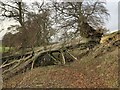 Fallen Tree Beside Sudburn Beck