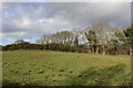 Farmland at Newton Stewart