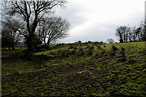 H5572 : Rough ground, Mullaghslin Glebe by Kenneth  Allen