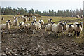 NJ5845 : Hungry Sheep? by Anne Burgess