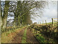 Beech trees at the southern end of the Diffrick