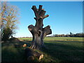 A lopped Sycamore tree at Long Meadow