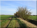 Farm track, Great Hale Fen