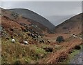 SO4395 : Horses in the upper Carding Mill Valley by Mat Fascione