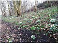 Snowdrops in Houghley Gill