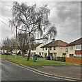 Sterne Close: a silver birch and a stinkpipe