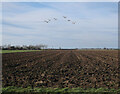 TL4570 : Whooper Swans over Smithey Fen by Hugh Venables