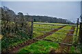 Congresbury : Grassy Field & Gate