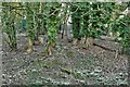 Little Walsingham: Wooded area carpeted in snowdrops 2