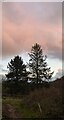 Trees against an morning sky