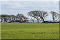 Coastal view from Tanner