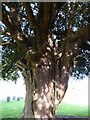 Yew tree in churchyard, Trefeglwys