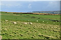 C9444 : Sheep grazing by N Chadwick